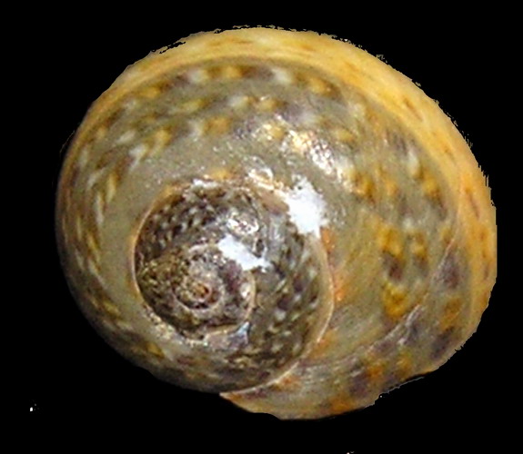 Phorcus richardi  & Gibbula varia